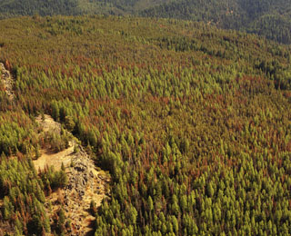 Mt Pine beetle infestation- Grey Mtn - 1969